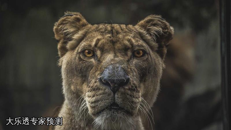 大乐透专家预测