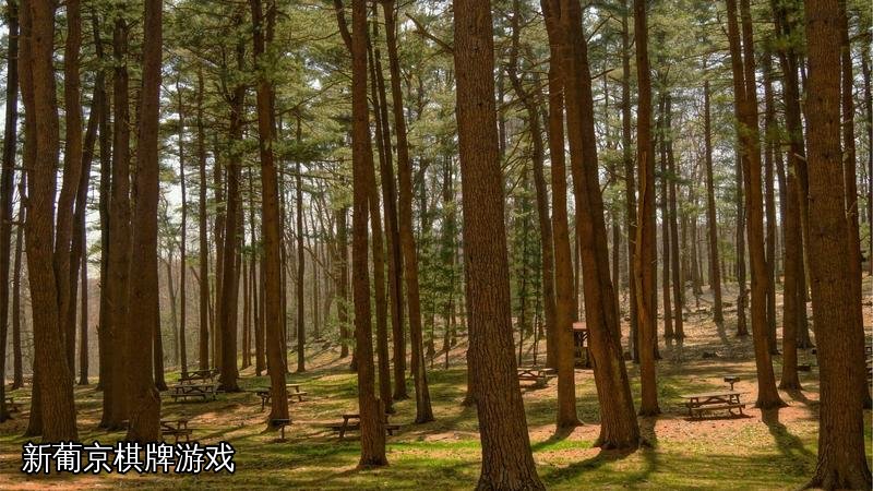 新葡京棋牌游戏