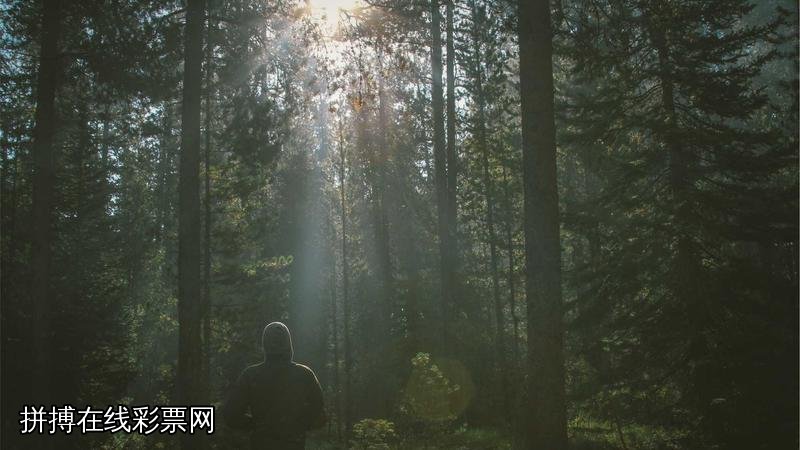 拼搏在线彩票网